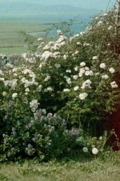 Glimpses from a Visit to Orkney in Summer 1995